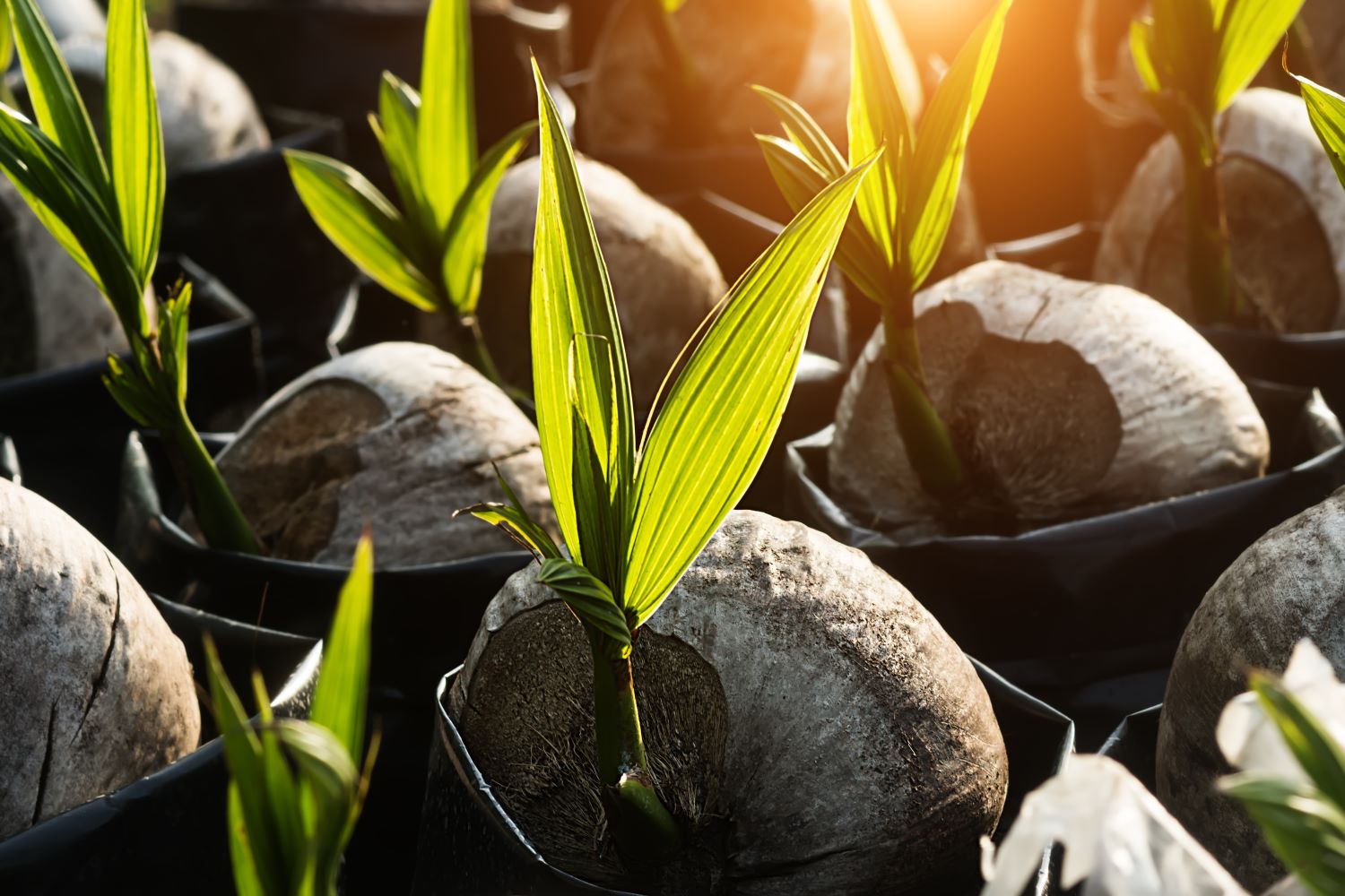Planting coconuts